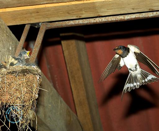 Swallow 8J096D-11.JPG
